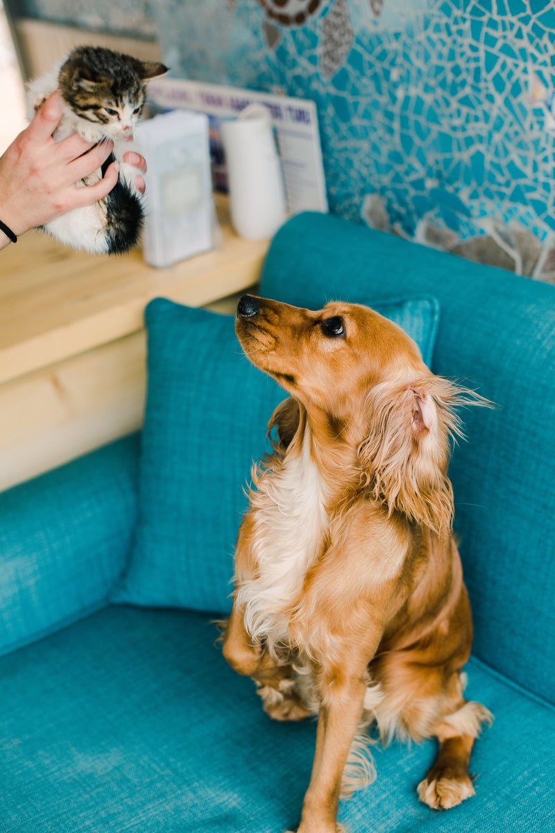 Pets Essentials