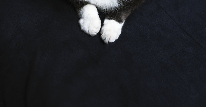 Pet Travel Accessories