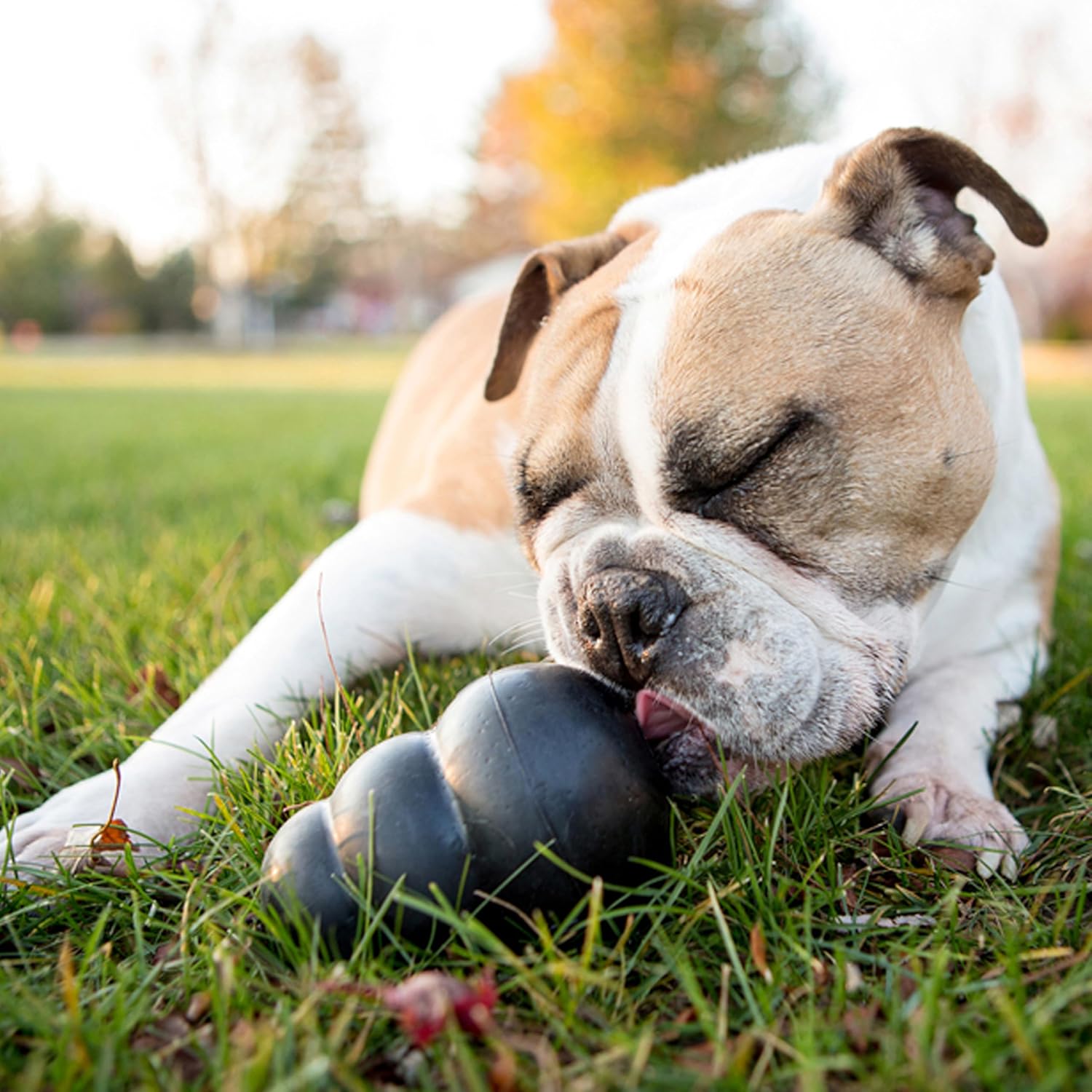 KONG Extreme Dog Toy, Durable Natural Rubber Chew, for Large Dogs | Treat-Filling Chew & Fetch Toy with Erratic Bounce, Made from KONG's Most Durable Natural Rubber for Power Chewers